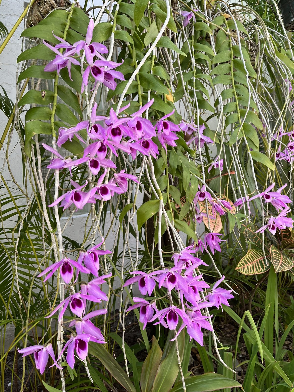 Cascading Dendrobium orchids in Nonna’s garden