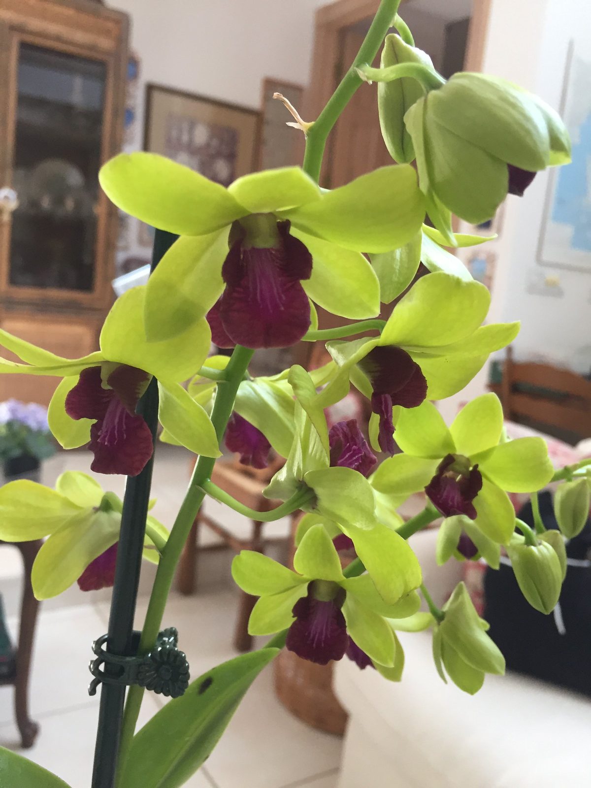 A lime-green Dendrobium hybrid