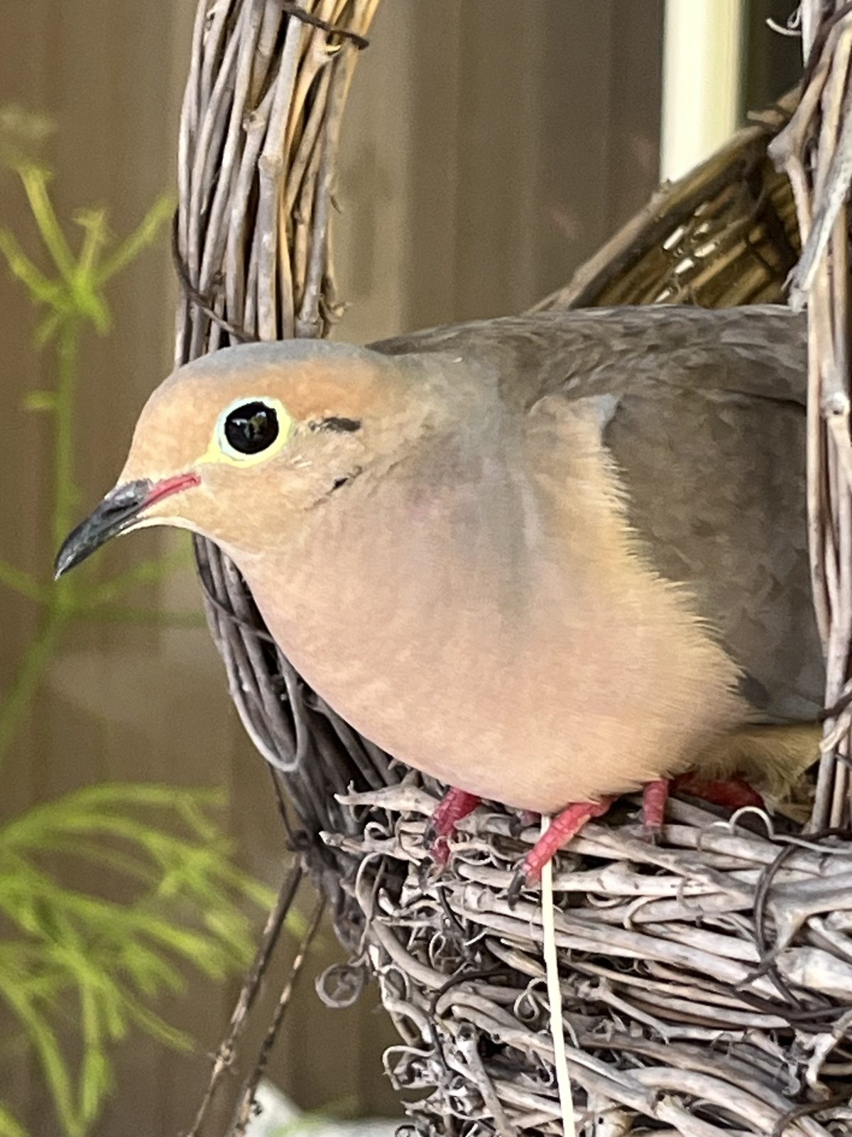 A mourning dove nesting in a wicker hanging basket