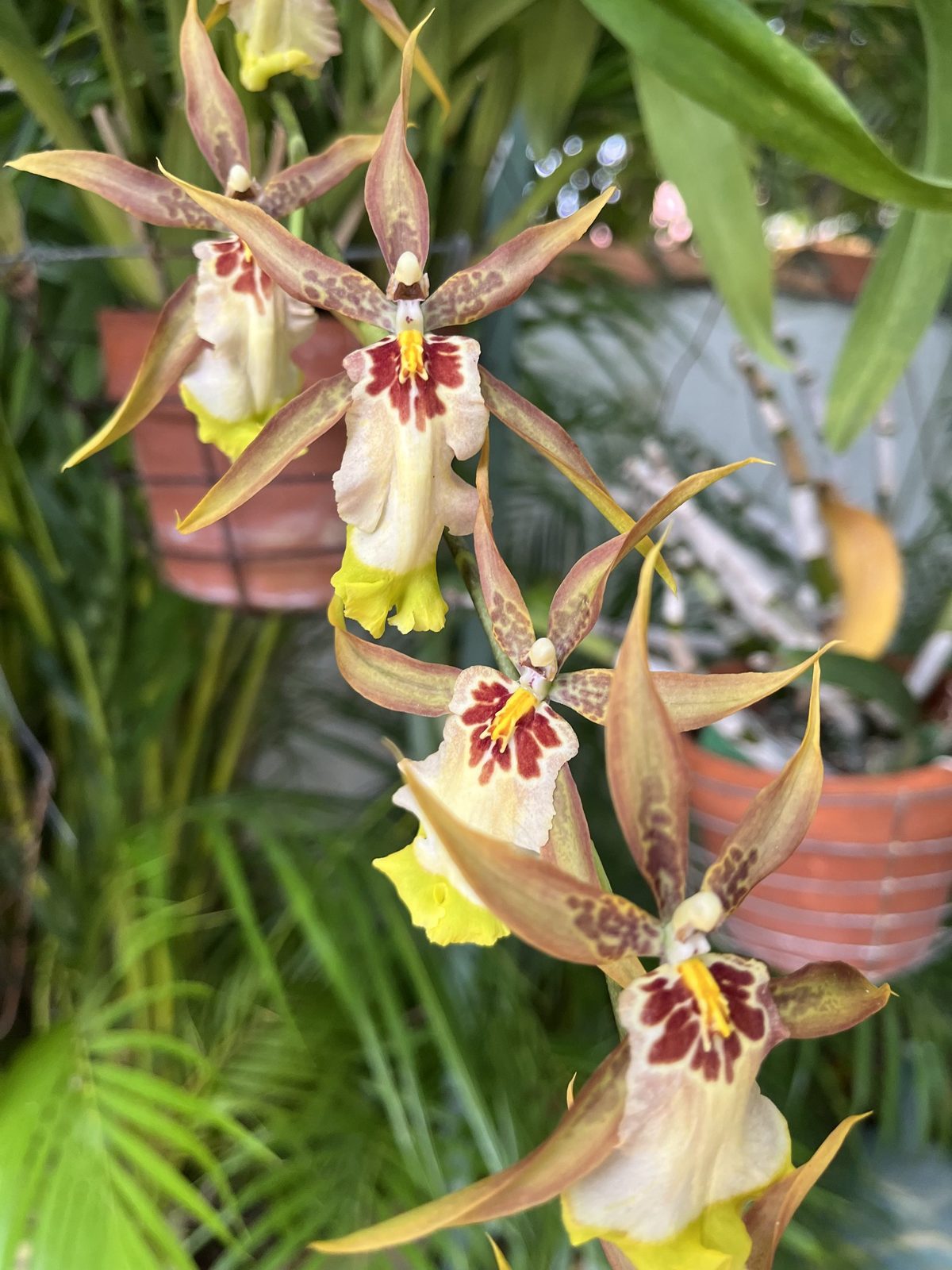 An Oncidium-alliance hybrid with tiger markings