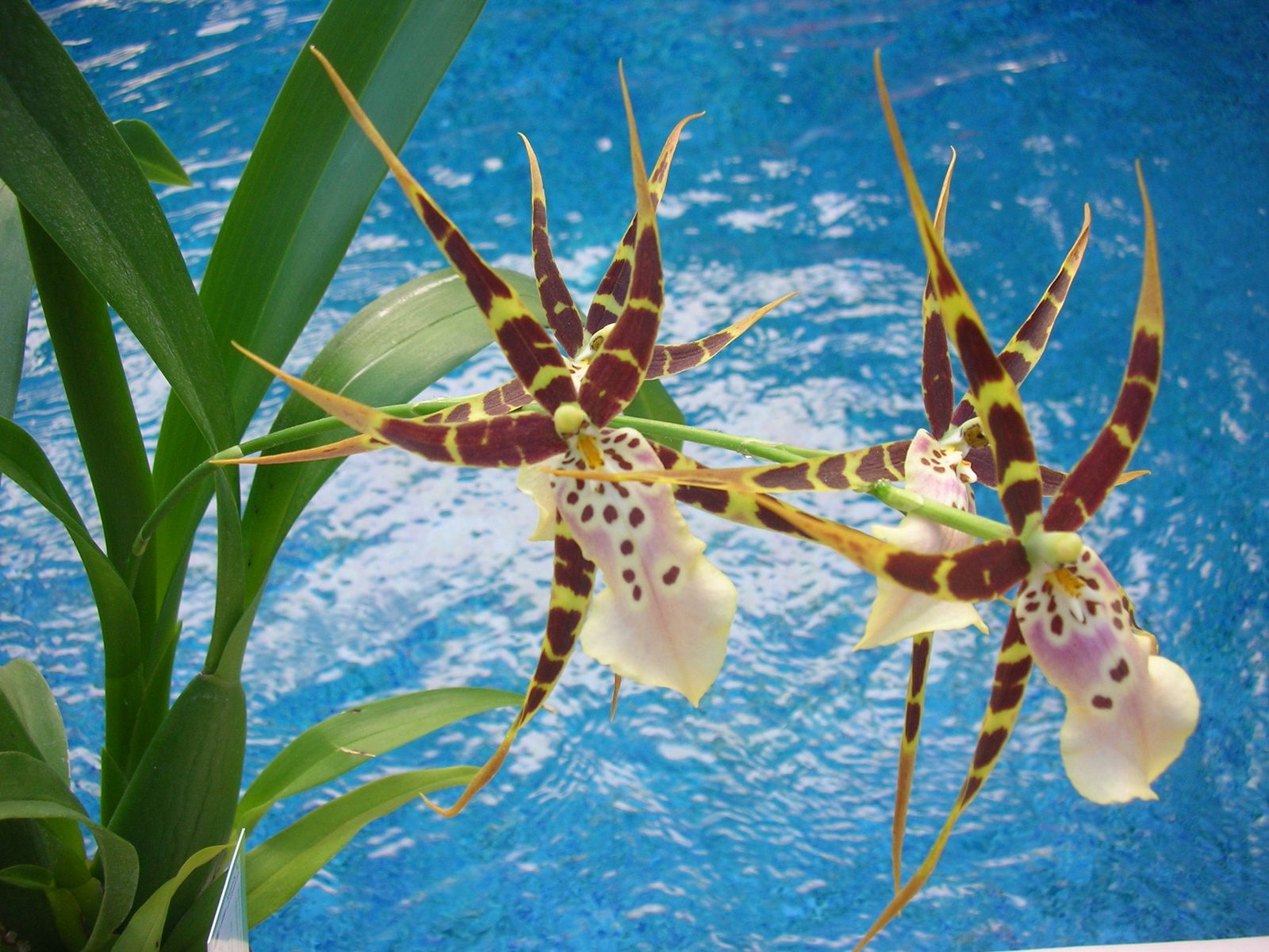 Brassia, the spider orchid