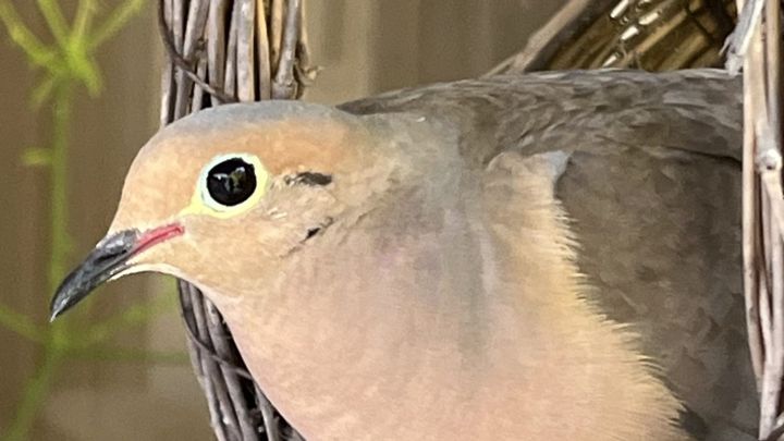 A mourning dove nesting in Nonna’s wicker basket