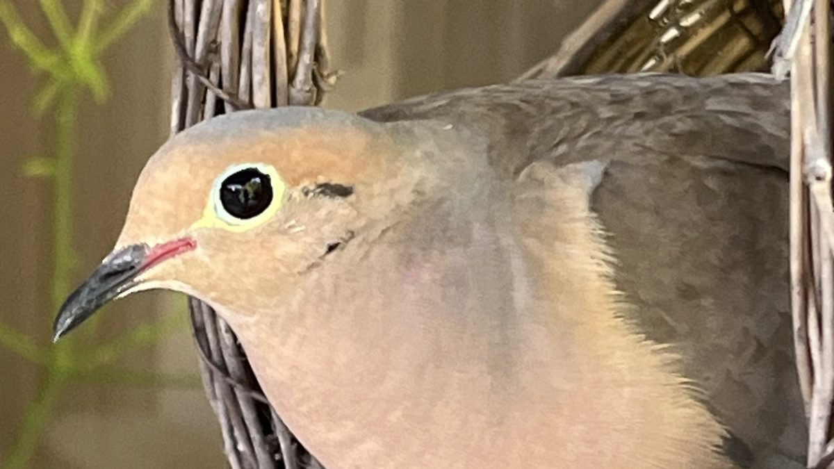 A mourning dove nesting in Nonna’s wicker basket