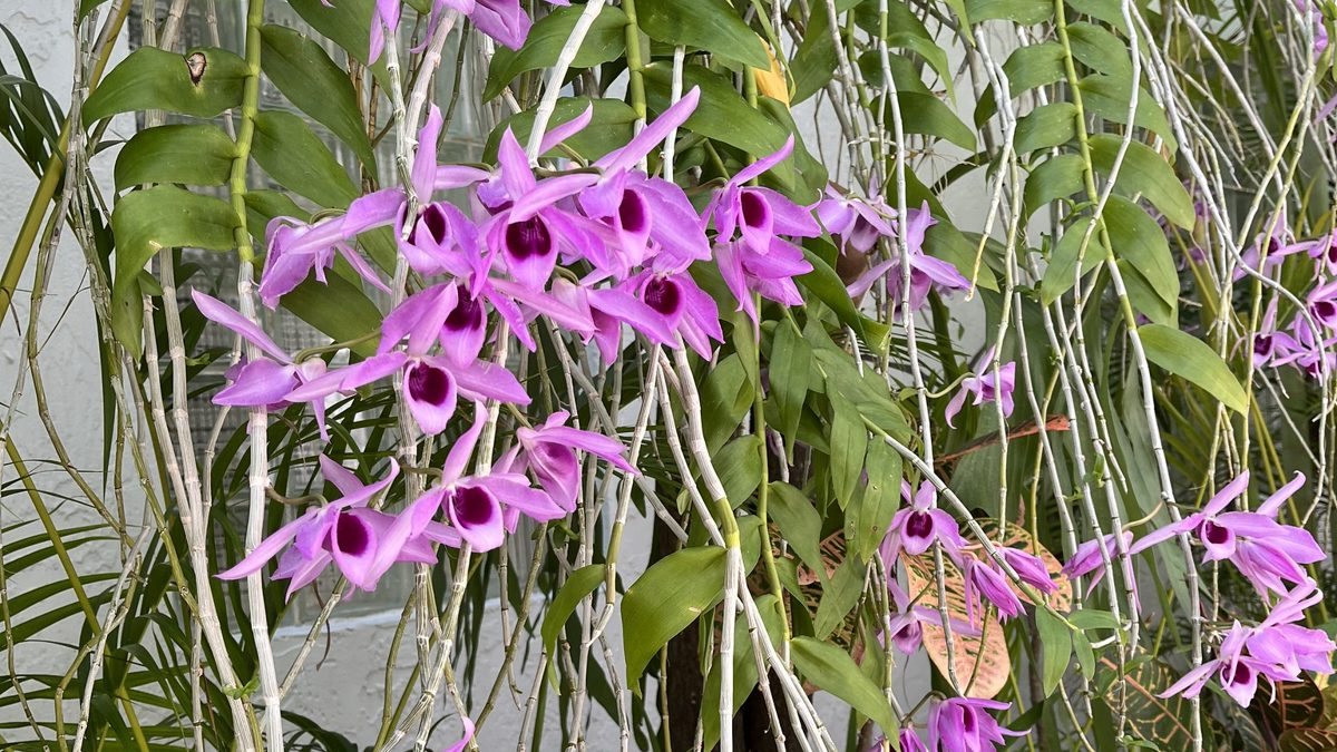 Cascading Dendrobium orchids in full rebloom