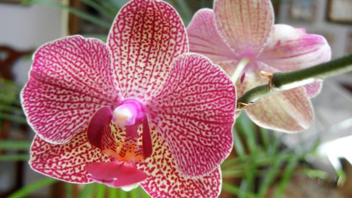 Speckled Phalaenopsis photographed by Dorina