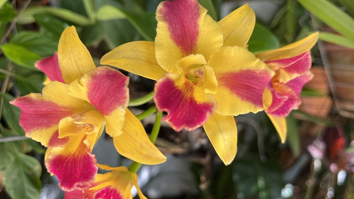 Yellow and magenta Cattleya-type orchids