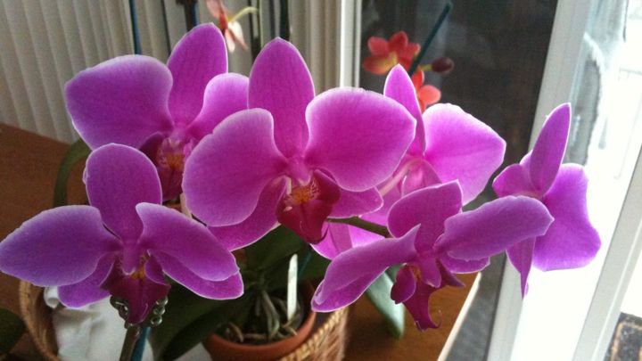 Magenta Phalaenopsis orchids after repotting