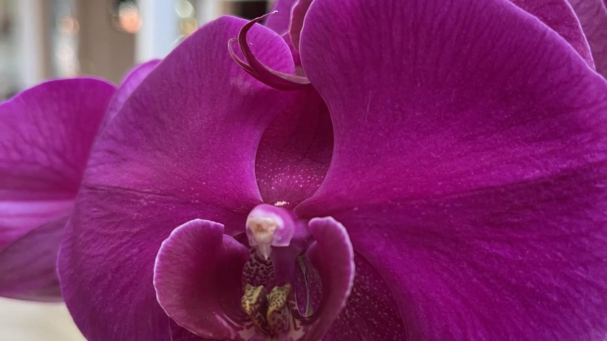 A healthy purple Phalaenopsis in bloom