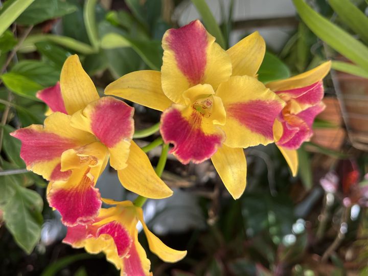 Cattleya-type hybrid