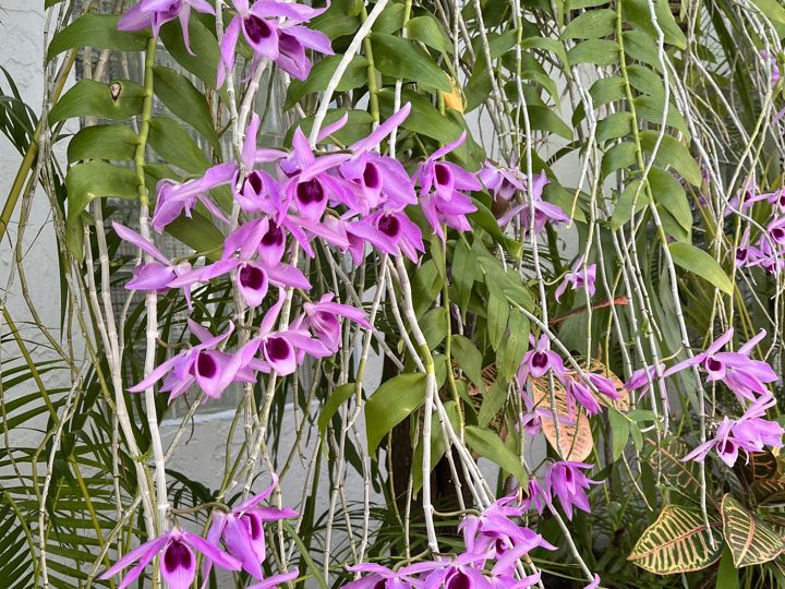 Cascading Dendrobiums
