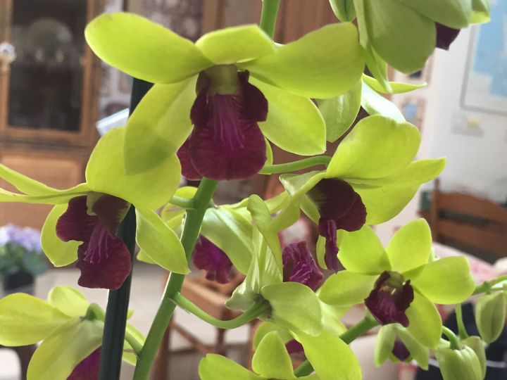 Green Dendrobium hybrid