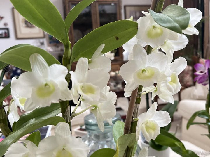 White Dendrobiums