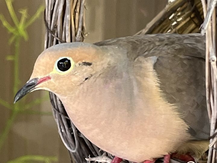 A mourning dove nesting in Nonna’s basket