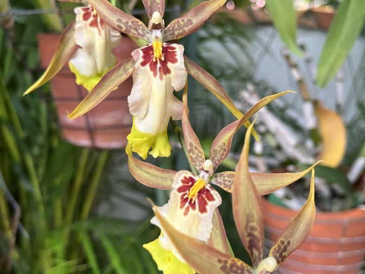Tiger Oncidium