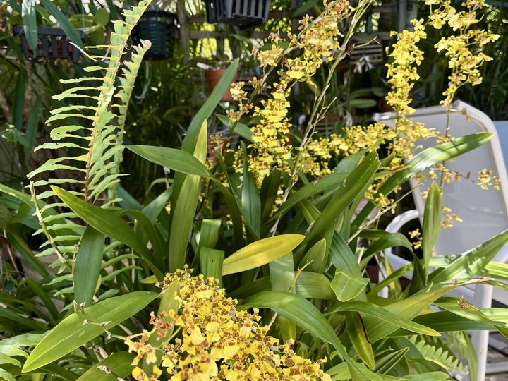 Dancing lady Oncidiums