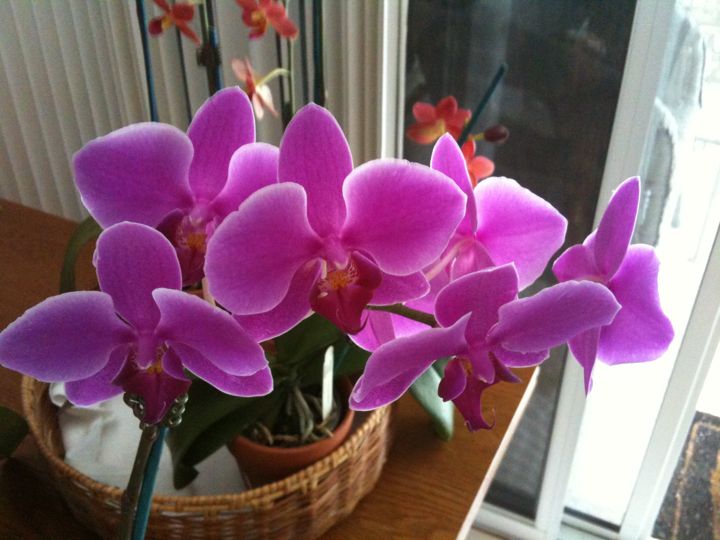 Magenta Phalaenopsis