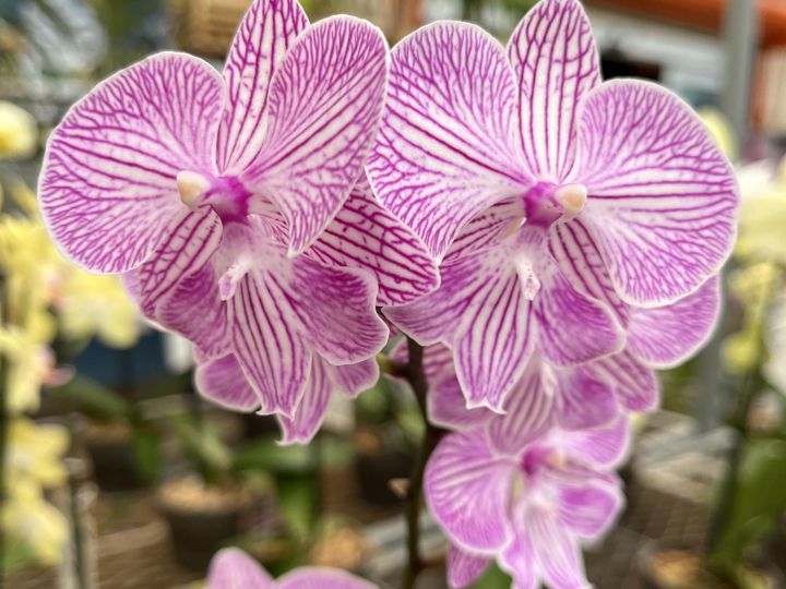 Pink striped Phalaenopsis