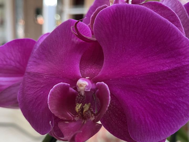 Purple Phalaenopsis