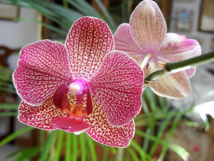 A speckled Phalaenopsis orchid