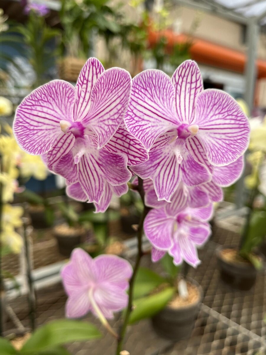 Pink orchid