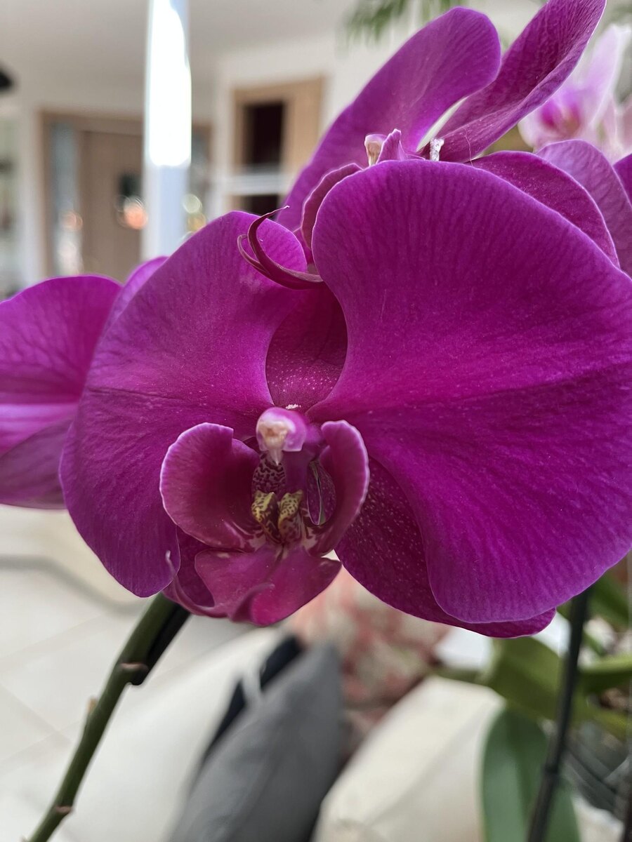 Purple Phalaenopsis orchid