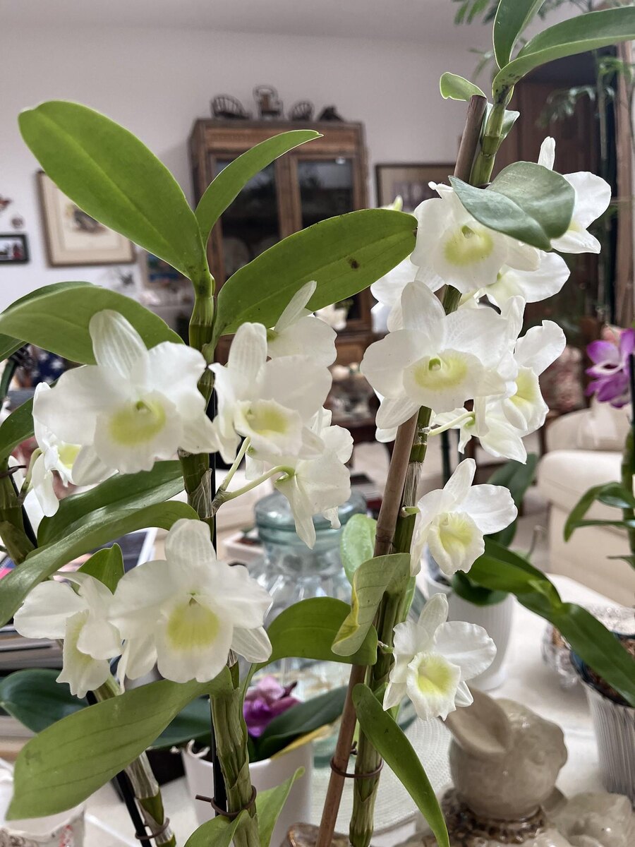 White flowers recalling the Adriatic light