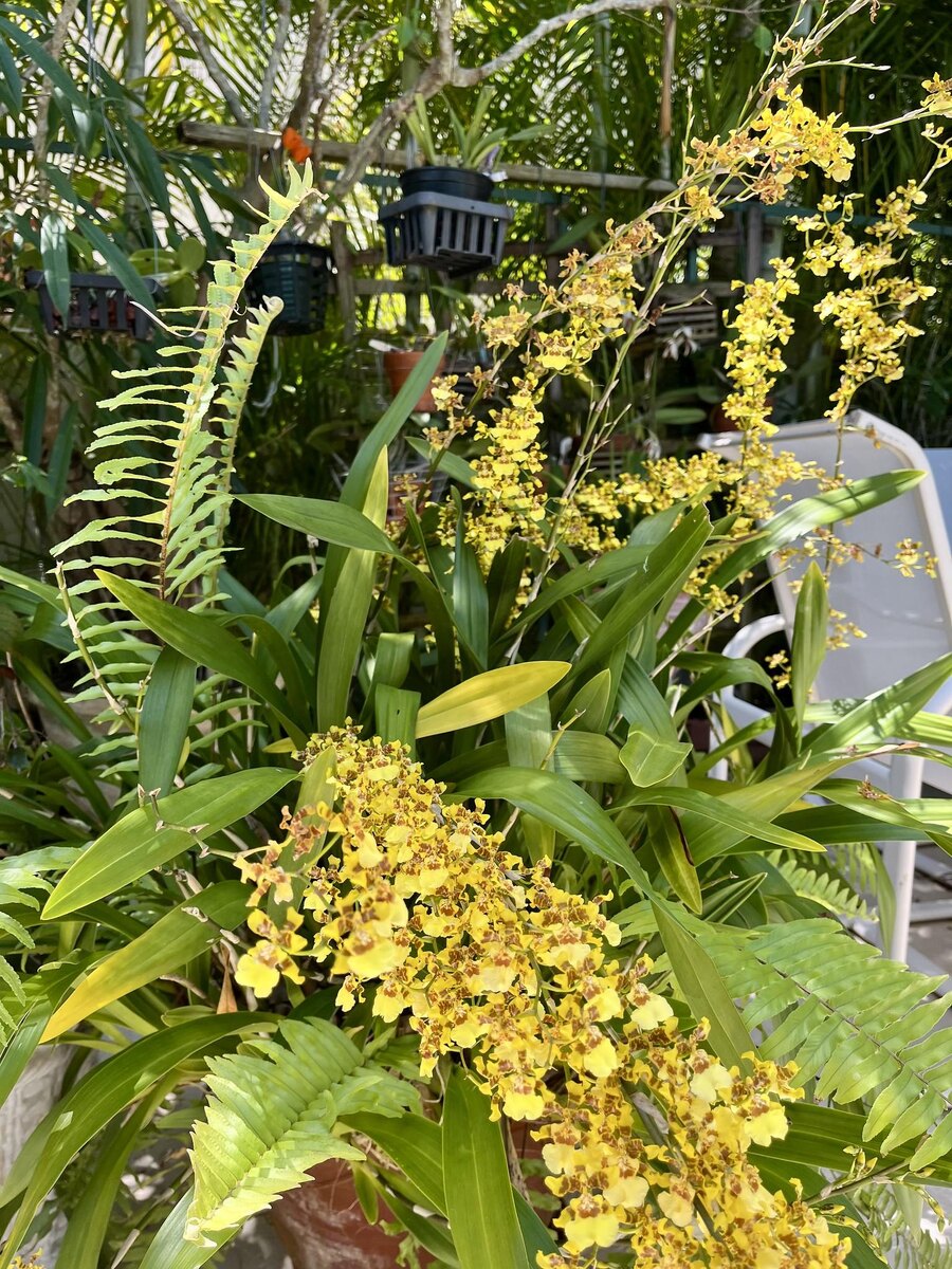 Yellow flowers and natural inspiration